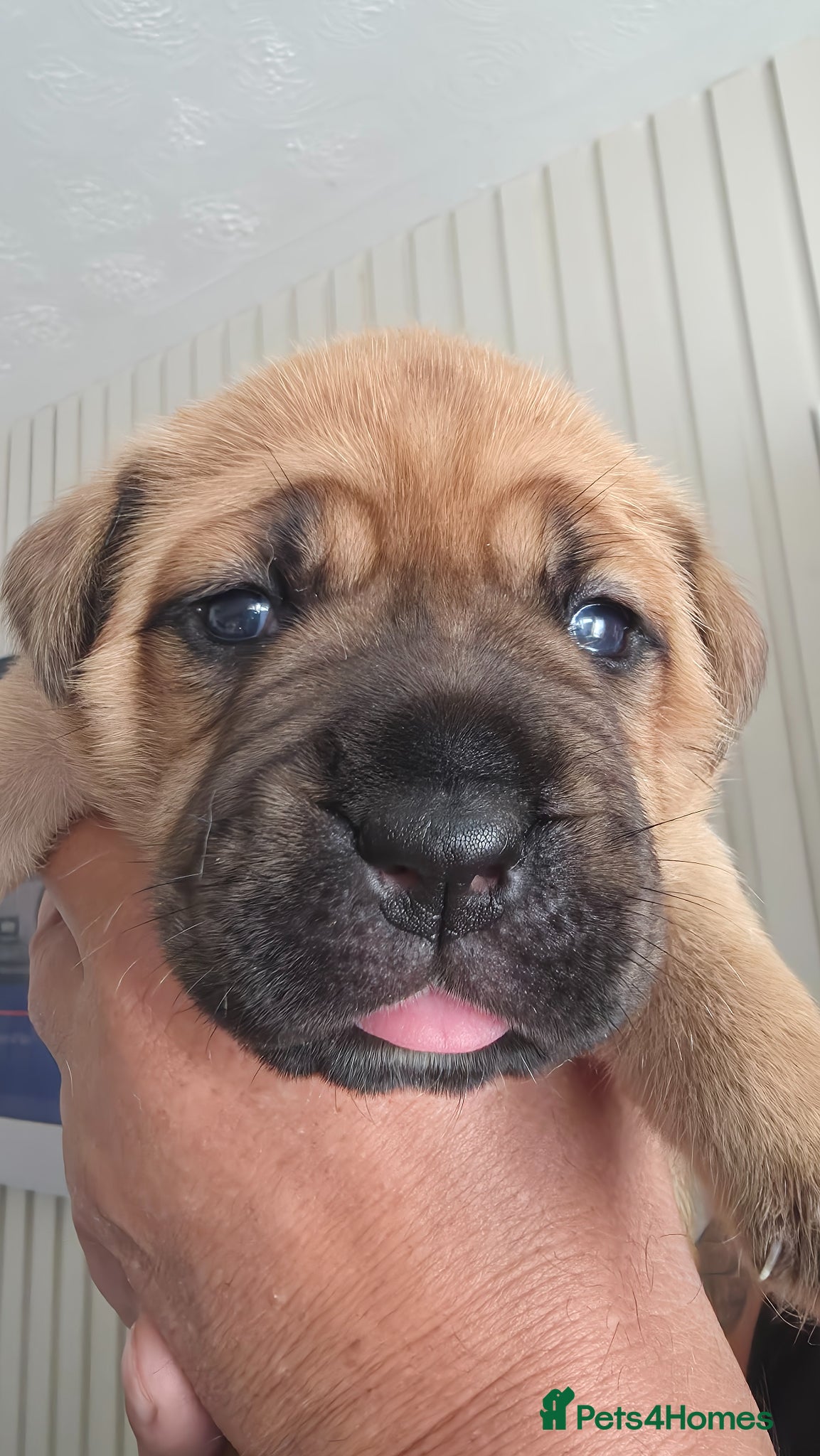 Mixed Breed dogs Mastiff Bordeaux Puppies - Advert 1