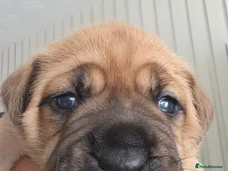 Mixed Breed dogs Mastiff Bordeaux Puppies - Advert 1
