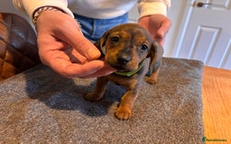 Miniature Dachshund dogs for sale: 1 little shaded red miniature dachshund girl left  - Advert 1