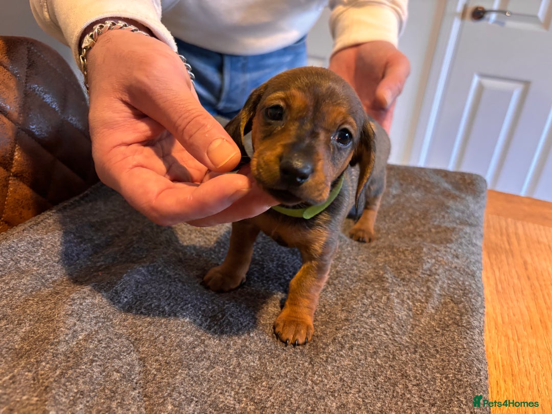 Miniature Dachshund dogs for sale: 1 little shaded red miniature dachshund girl left  - Advert 1