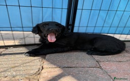 Flat coated Retriever dogs for sale: KC Registered puppies from outstanding parents. - Image 24