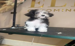 Maltipoo dogs for sale: RARE SILVER Teddy asian Maltipoo FULLY VACCINATED  - Image 6