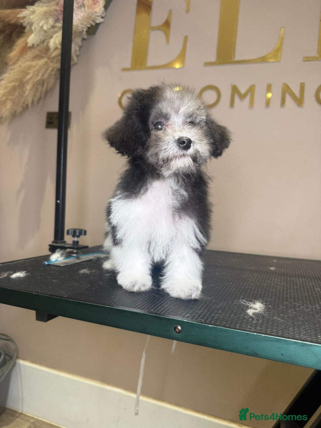 Maltipoo dogs for sale: RARE SILVER Teddy asian Maltipoo FULLY VACCINATED  - Image 6