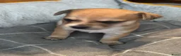 Chihuahua dogs for sale:  5 Adorable Chihuahua Puppies 🐾 - Advert 14