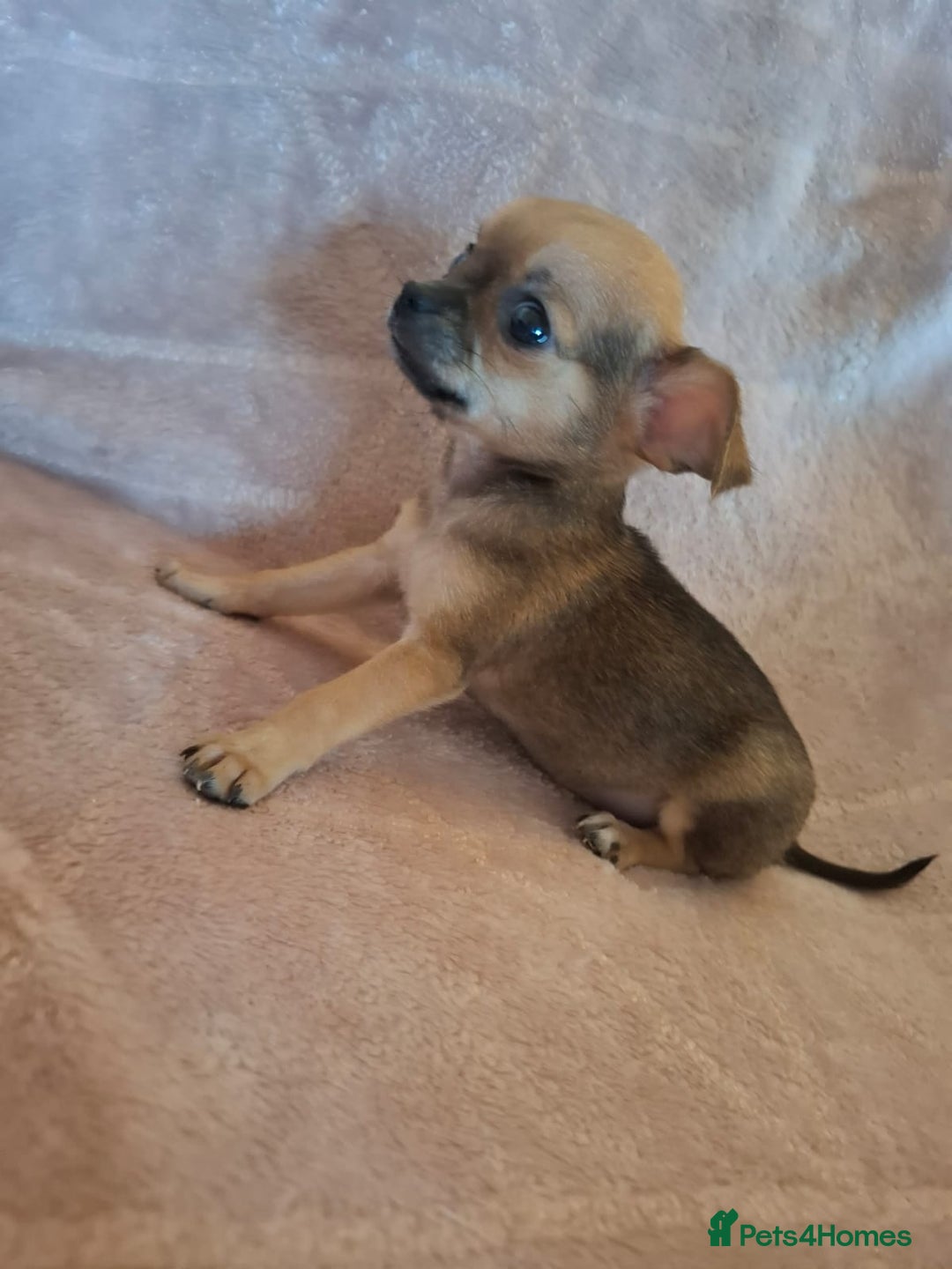 Chihuahua dogs for sale: 3 Tiny Chihuahua Pups Ready to leave  - Advert 15
