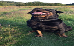 Rottweiler dogs for sale: 8 year old Rottweiler “Ronnie” - Image 6