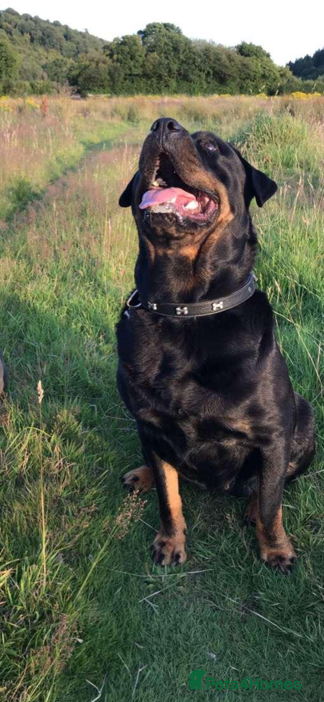 Rottweiler dogs for sale: 8 year old Rottweiler “Ronnie” - Image 6