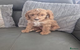 Cockapoo dogs for sale: F1 cockapoo - Ready Now - Image 33