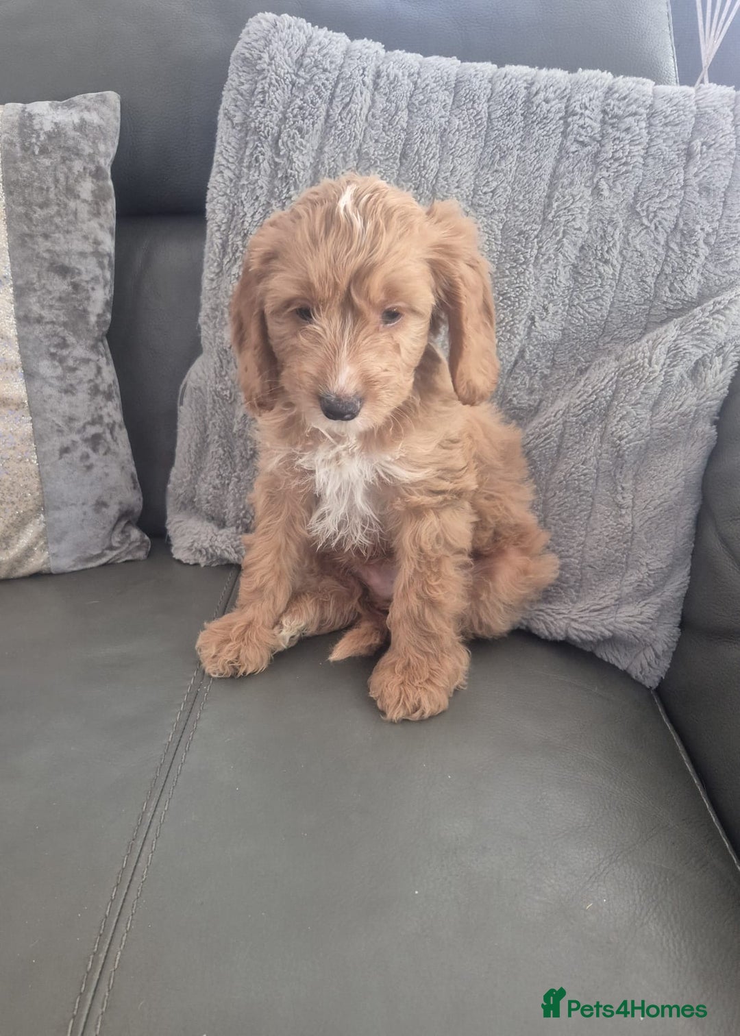 Cockapoo dogs for sale: F1 cockapoo - Ready Now - Image 33
