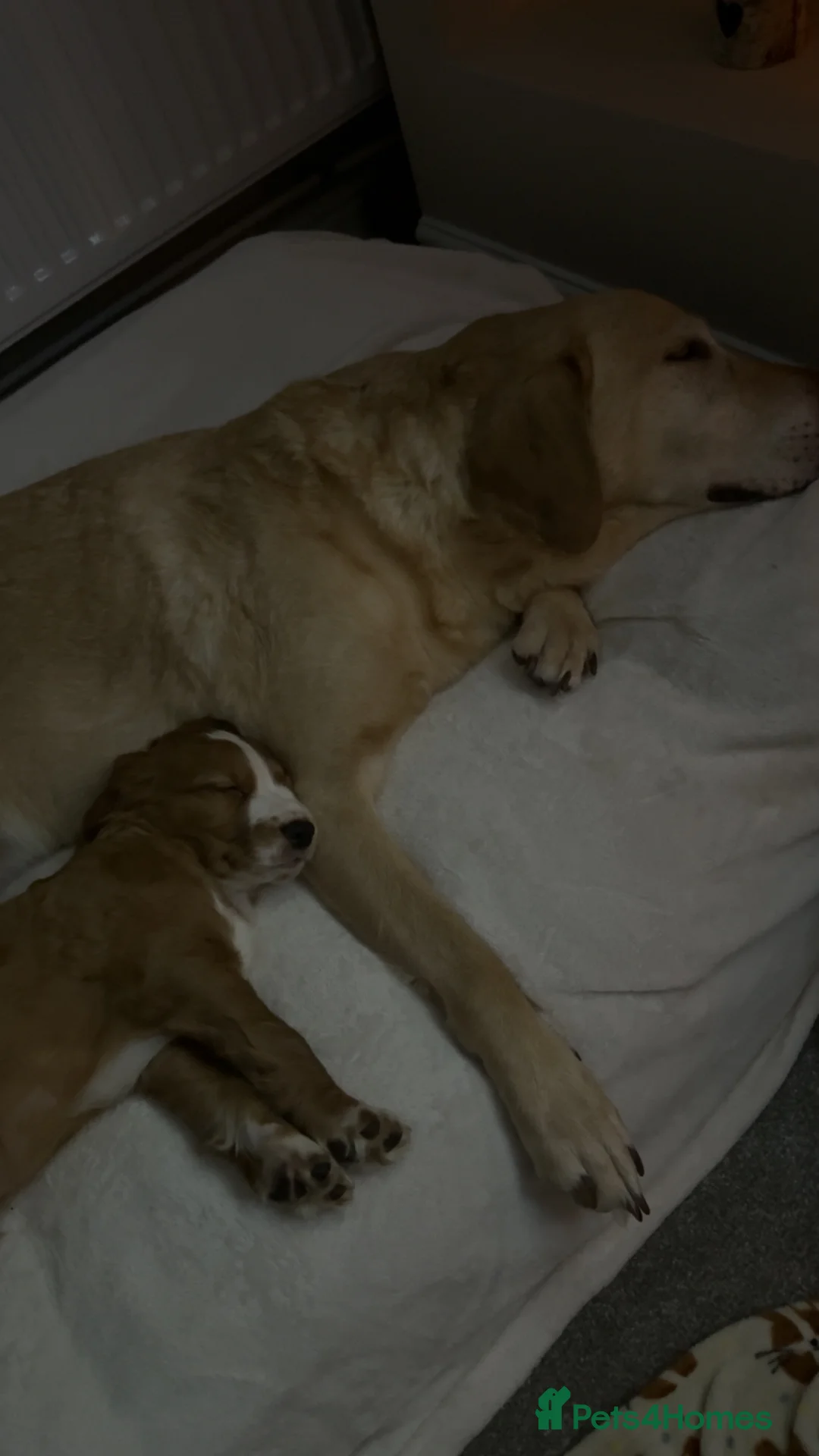 Cocker Spaniel dogs for sale: working cocker spaniel male  - Advert 3