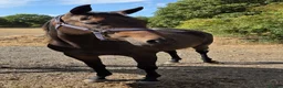 English Thoroughbred horses for sale: Stunning 4yr old Thoroughbred Mare  - Advert 4