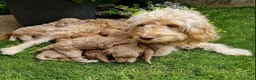 Cockapoo dogs for sale: Beautiful Cockapoo Puppies - Advert 16