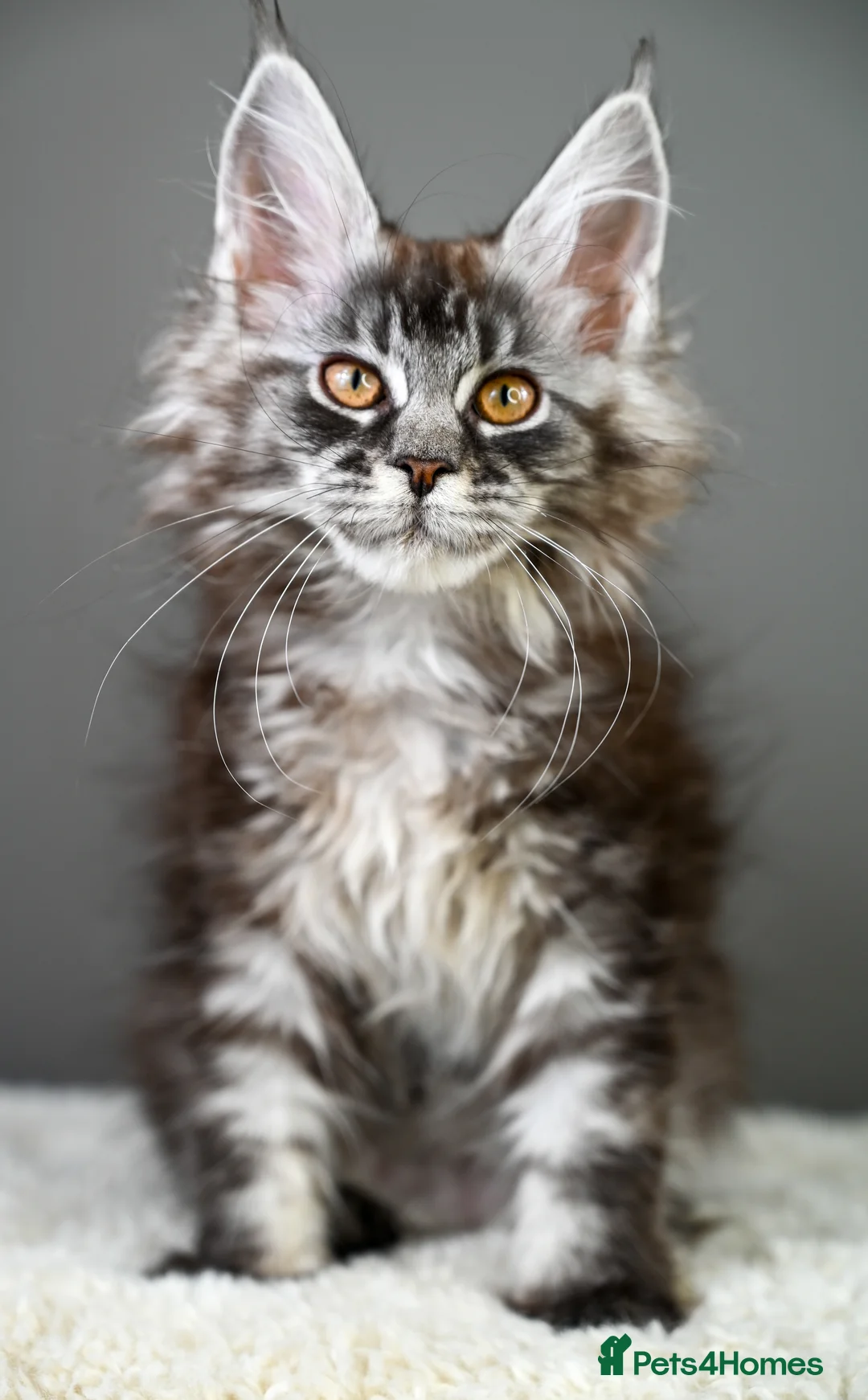Maine Coon cats for sale: 🧬 STUNNING KITTENS - TICA REGISTERED 🎖️ - Advert 22
