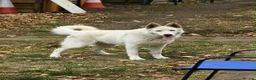 German Shepherd dogs for sale: White German Shepherd  in Woodford Green - Advert 4