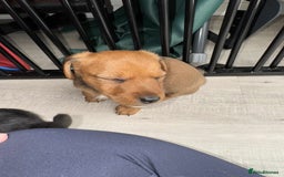 Mixed Breed dogs for sale: Jack Russel x Lucas Terrier Puppies - Image 7