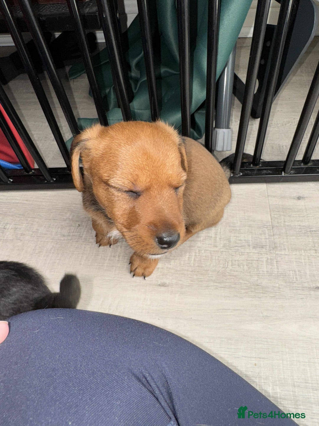 Mixed Breed dogs for sale: Jack Russel x Lucas Terrier Puppies - Image 7