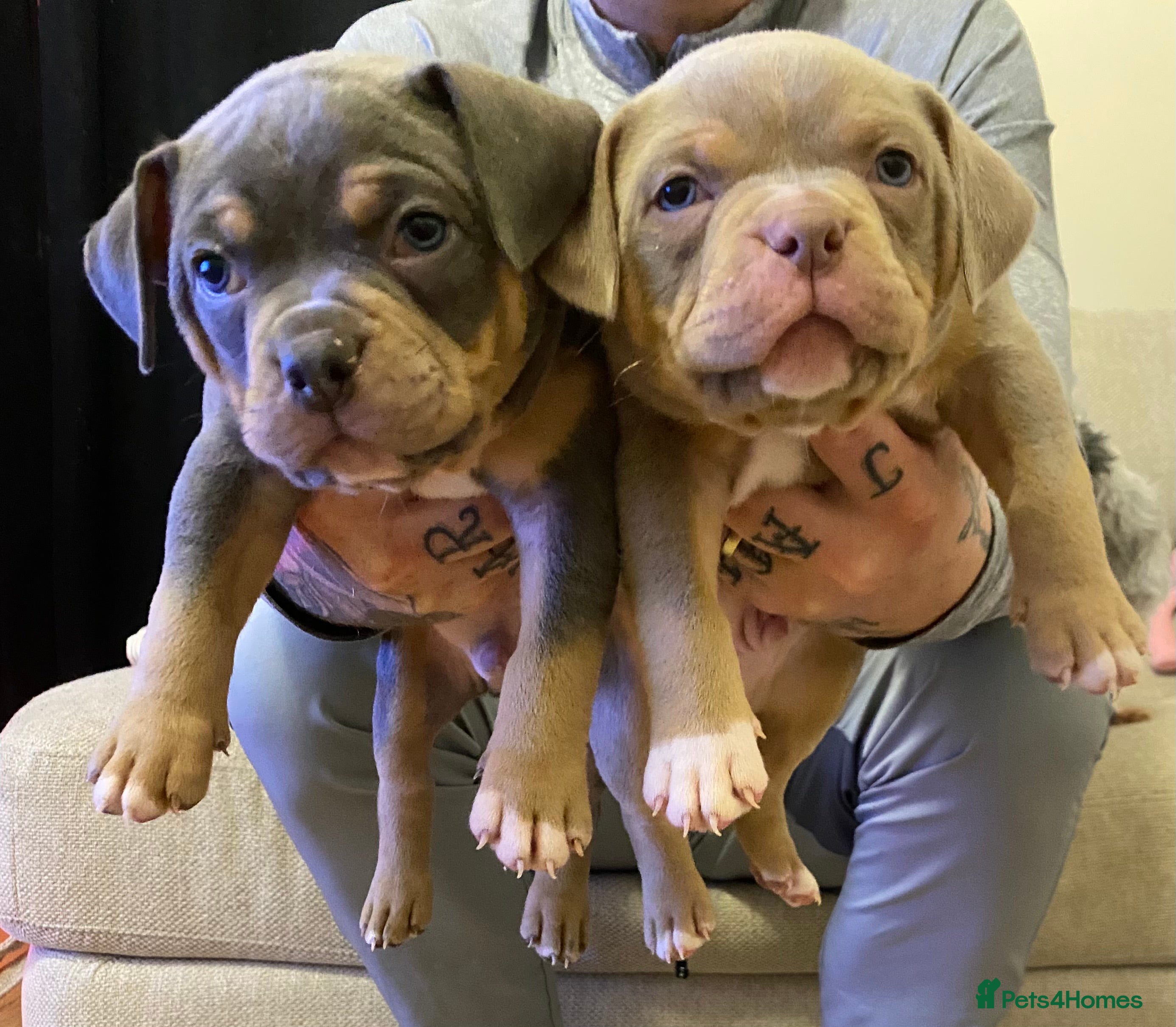 American Bully dogs Pocket bully pups - Advert 1