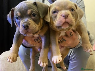 American Bully dogs Pocket bully pups - Advert 1
