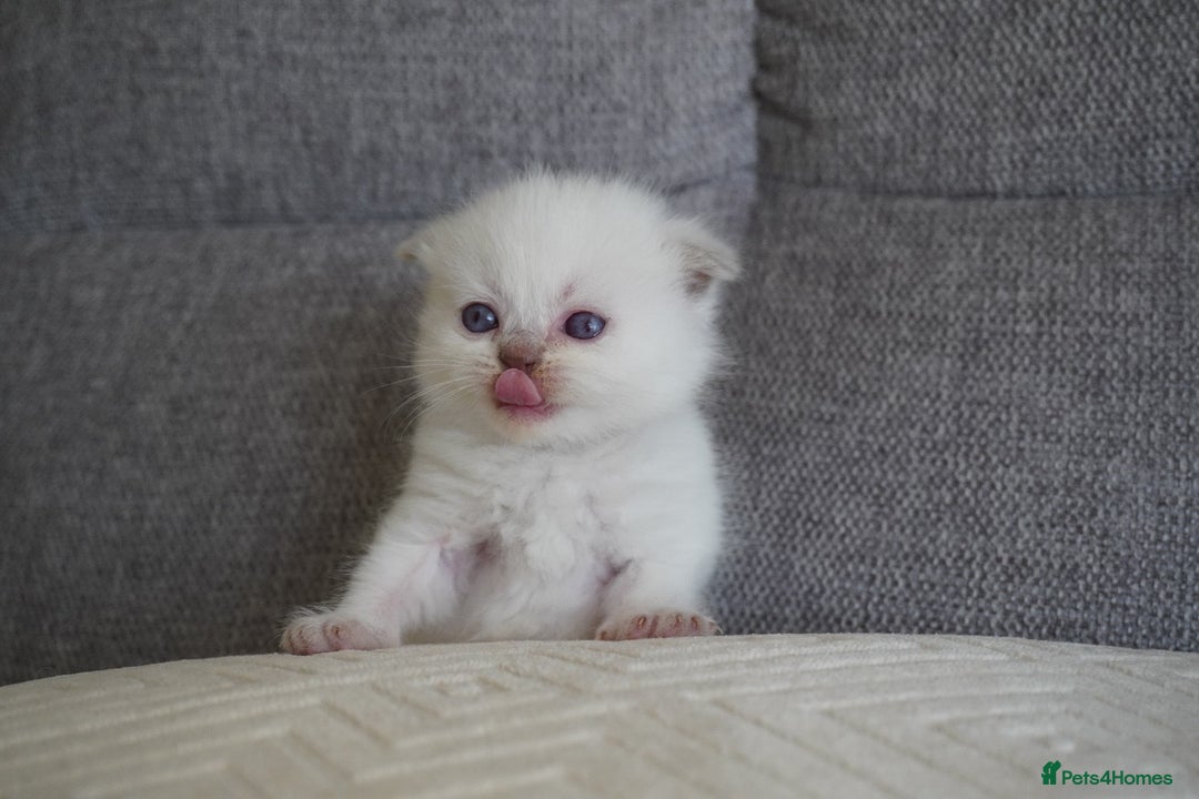 Scottish Fold cats for sale: Scottish Fold kittens  - Image 7