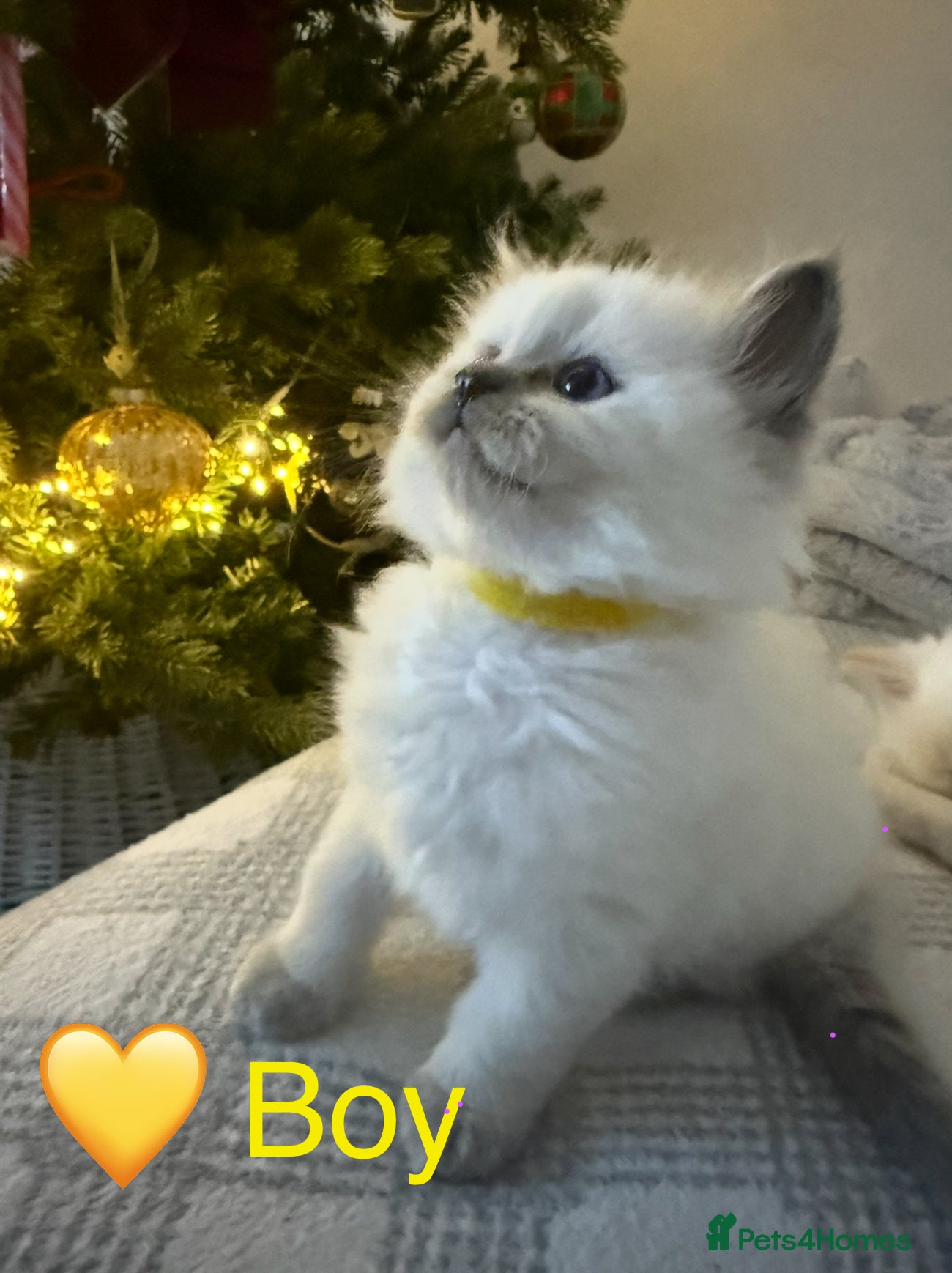 Ragdoll cats 💎🐾Beautiful Ragdoll Kittens🐾💎 - Advert 1
