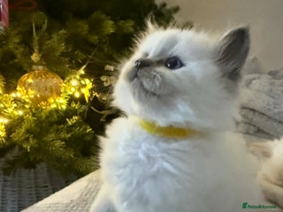 Ragdoll cats 💎🐾Beautiful Ragdoll Kittens🐾💎 - Advert 1