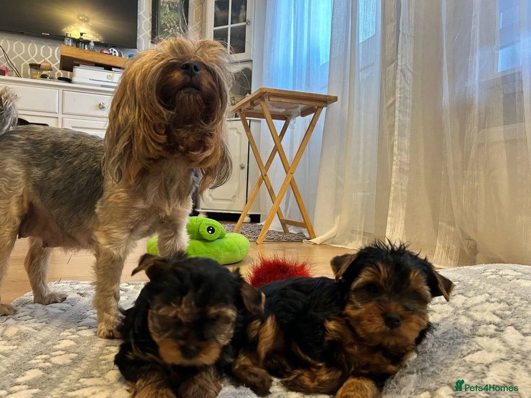 Yorkshire Terrier dogs for sale: Yorkshire Terrier Puppies (2 left) - Advert 24