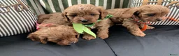 Cavapoo dogs for sale: GORGEOUS RED CAVAPOO PUPPIES in London - Advert 1