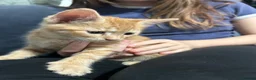 Domestic Shorthair cats for sale: 5 Beautiful kittens, READY TO GO!  - Advert 17