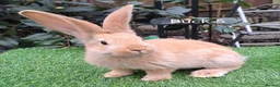 Continental Giant rabbits for sale: Pure Continental Giants  VACCINATED 3 in 1 Reserve - Advert 9