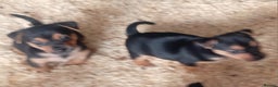 Jack Russell dogs for sale: Black and Tan Terriers  - Advert 3