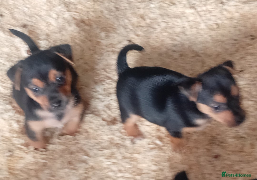 Jack Russell dogs for sale: Black and Tan Terriers  - Advert 3