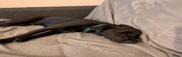 Patterjack dogs for sale: 11 Month old Patterjack  - Advert 1