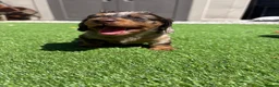 Miniature Dachshund dogs for sale: Miniature Long Haired Daschunds - Advert 16