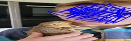 Bearded Dragon reptiles for sale: Bearded Dragon and Complete Vivarium Setup in Yarm - Advert 2