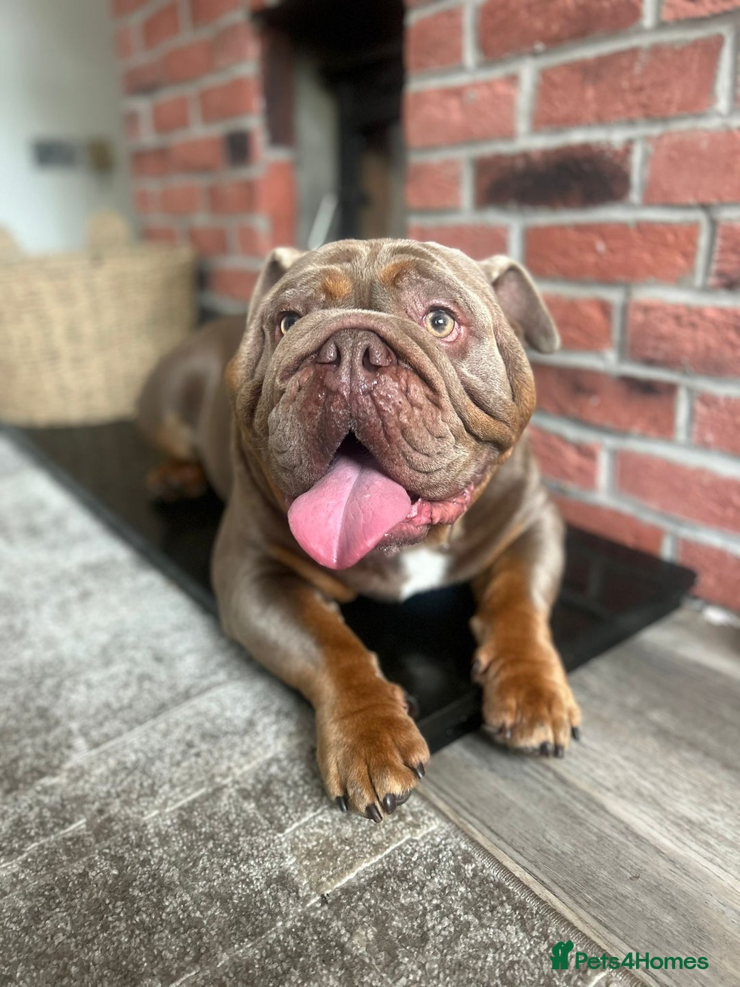 English Bulldog dogs for sale: British bulldog male  - Advert 2