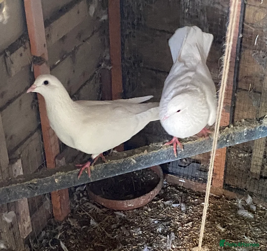 Pigeons birds for sale: Pure White Pigeons - Advert 1