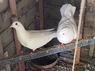 Pigeons birds Pure White Pigeons - Advert 17