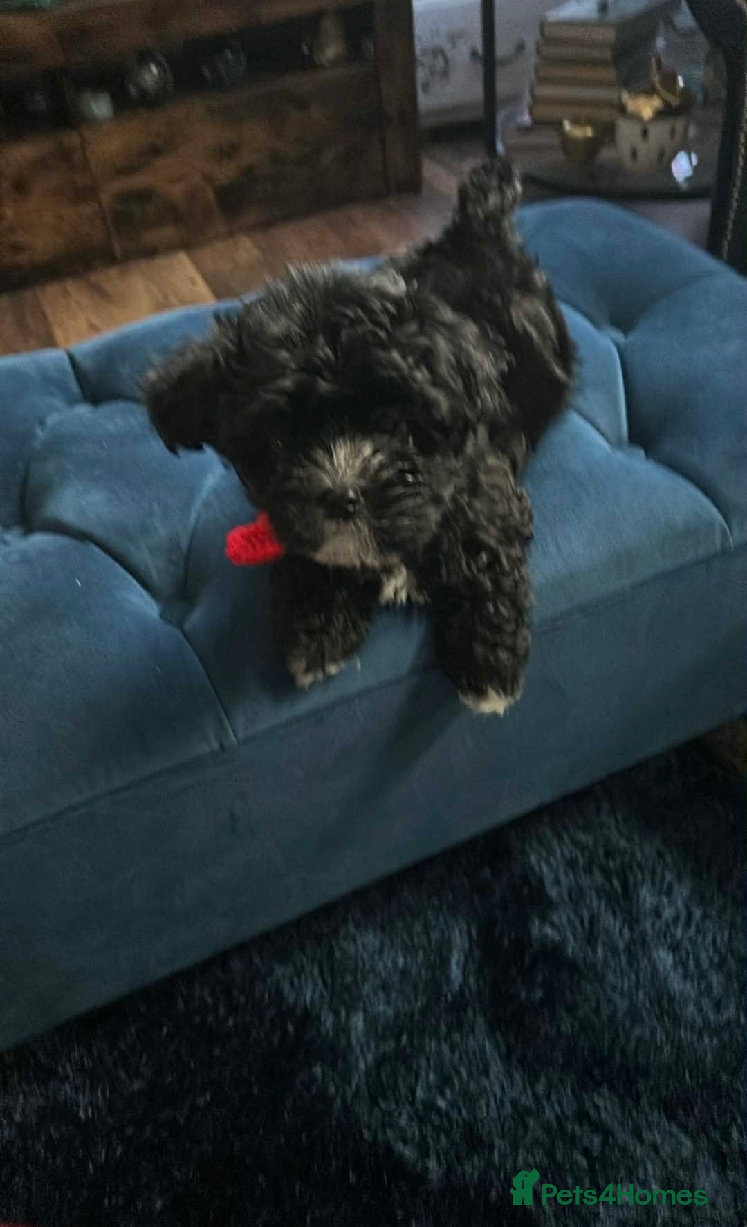 Mixed Breed dogs for sale: Maltese cross Chinese crested puppies for sale - Advert 4