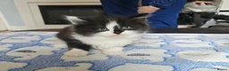 Mixed Breed cats for sale: 4 adorable kittens - Advert 10