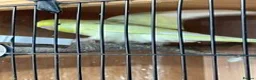 Mixed Breed birds for sale: baby budgies and zebra finches - Advert 3
