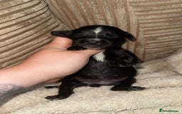 Mixed Breed dogs for sale: 🐾 3 Beautiful Show Cocker Spaniel Mix Puppies 🐾 - Image 5