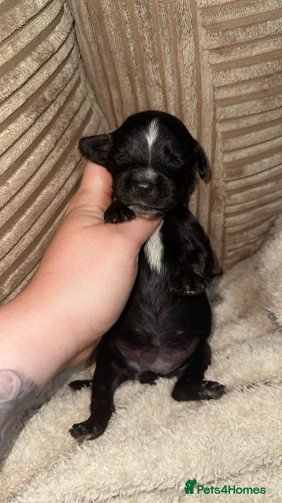 Mixed Breed dogs for sale: 🐾 3 Beautiful Show Cocker Spaniel Mix Puppies 🐾 - Image 5