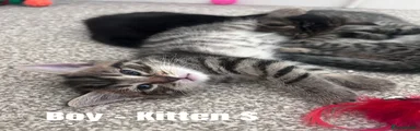 Kitten S