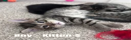 Mixed Breed cats for sale: Russian Blue Cross Kittens - 2 Boys - 1 Girl in Peterborough - Advert 8