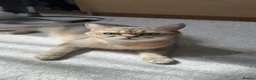 Scottish Fold cats for sale: Scottish Straight Longhair kittens - Advert 2