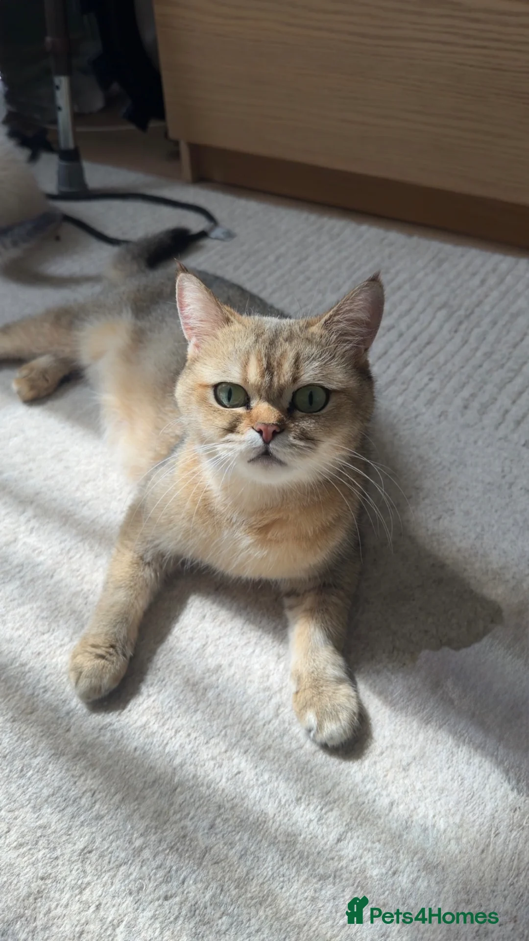 Scottish Fold cats for sale: Scottish Straight Longhair kittens - Advert 2