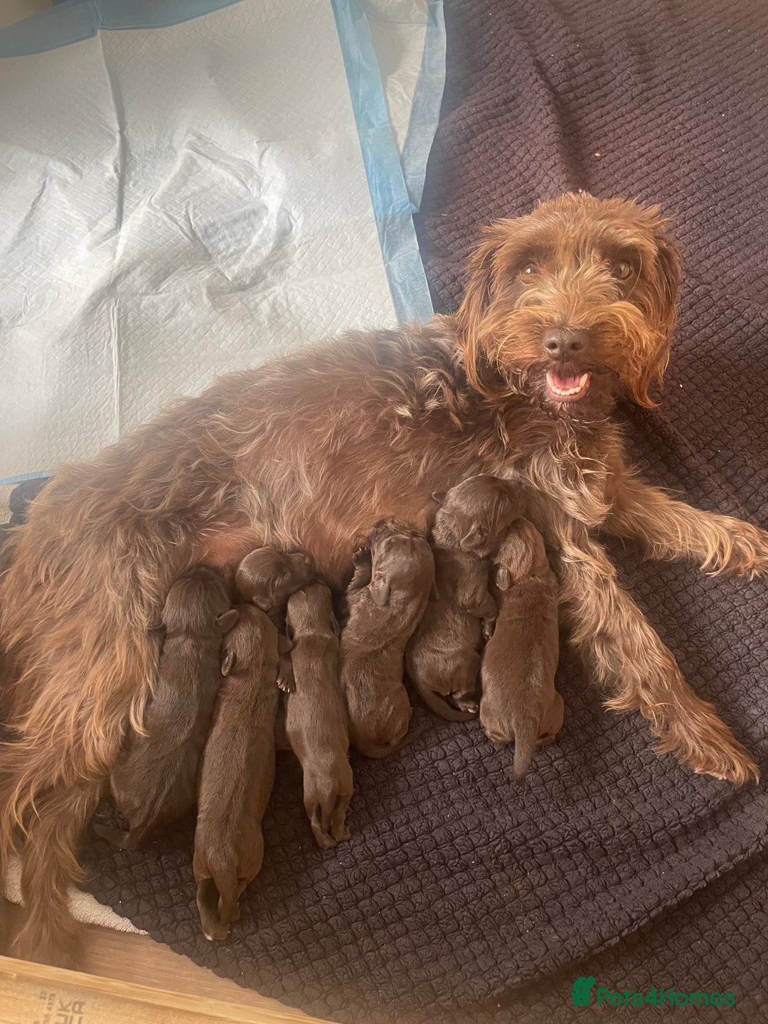 Mixed Breed dogs for sale: Patterdale terrier cross - Image 5