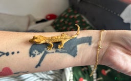 Gecko reptiles for sale: Baby/ juvenile Crested Geckos  - Image 2