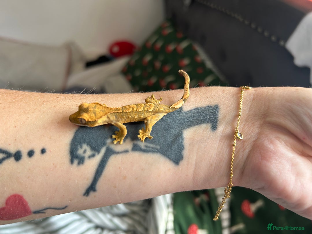 Gecko reptiles for sale: Baby/ juvenile Crested Geckos  - Image 2