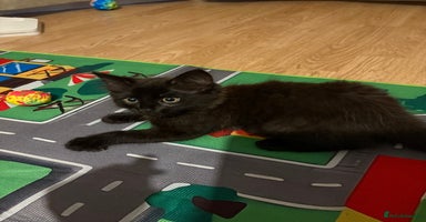 Mixed Breed cats - Advert 6